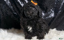 Toy Poodle dogs for sale: Romeo - Image 4