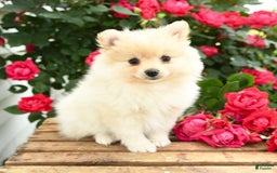 Pomeranian dogs for sale: Jess - Image 10