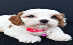Cavapoo dogs for sale: Abby - Image 7