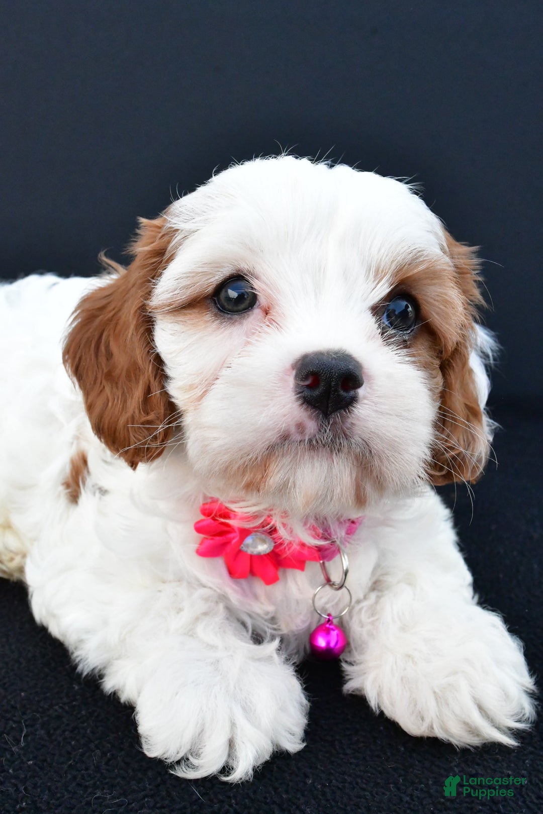 Cavapoo dogs for sale: Abby - Image 7