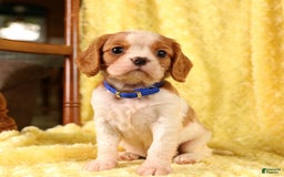 Cavalier King Charles Spaniel dogs for sale: Farley - Image 4