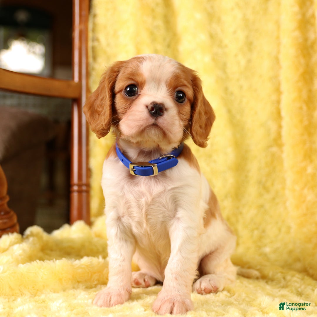 Cavalier King Charles Spaniel dogs for sale: Farley - Image 4