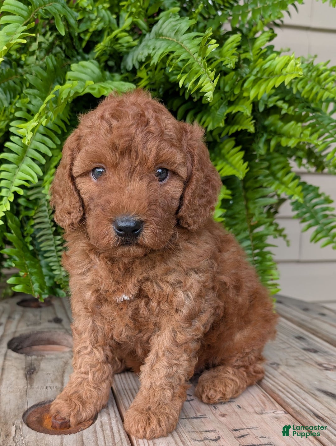Mini Goldendoodle dogs for sale: Mini -kobe - Image 36