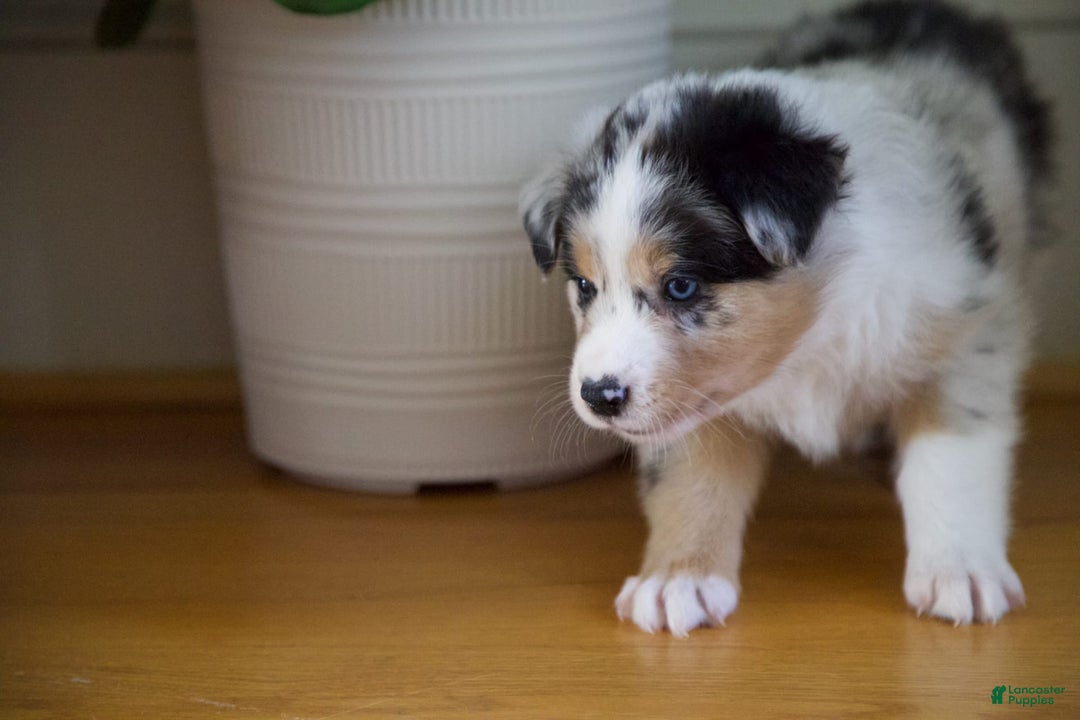 Australian Shepherd dogs for sale: Kiwi - Image 12