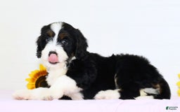 Mini Bernedoodle dogs for sale: Blake - Image 5