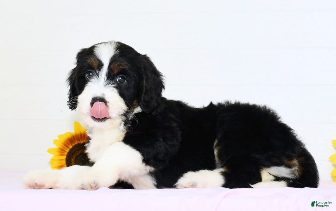 Mini Bernedoodle dogs for sale: Blake - Image 5