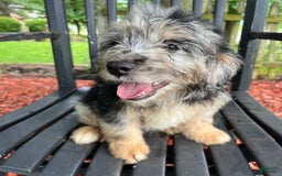 Mini Aussiedoodle dogs for sale: Tulip - Image 22