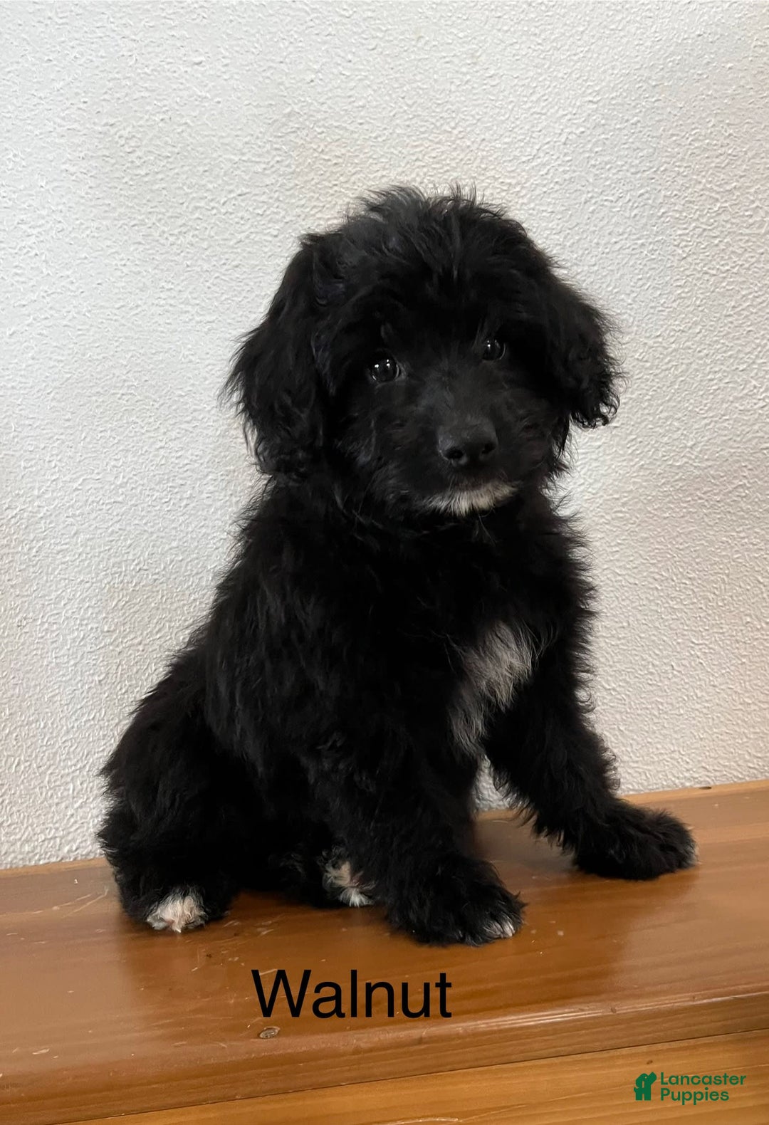 Mini Aussiedoodle dogs for sale: Walnut - Image 2
