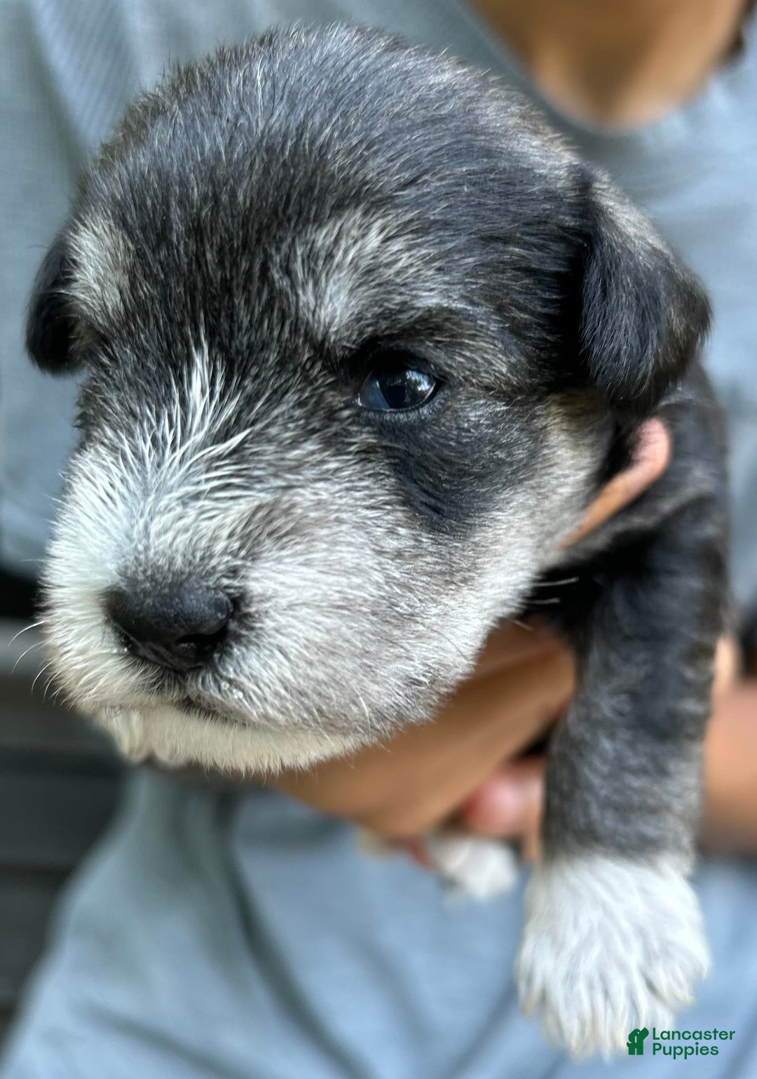 Miniature Schnauzer dogs for sale: Cooper - Image 7