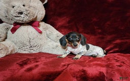 Miniature Dachshund dogs for sale: DOTTIE - Image 9