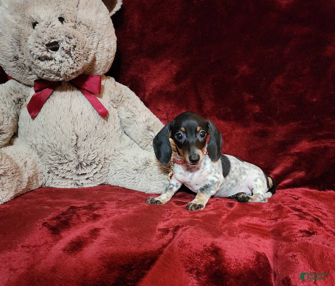 Miniature Dachshund dogs for sale: DOTTIE - Image 9