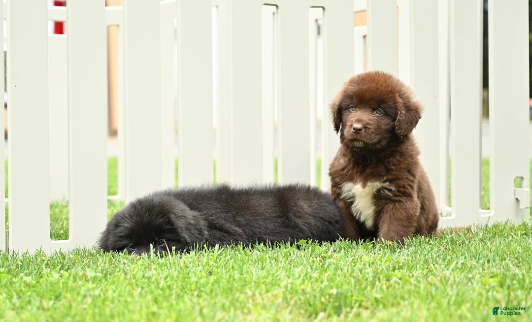 Newfoundland dogs for sale: Bella - Image 16