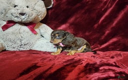 Miniature Dachshund dogs for sale: CANDY - Image 5