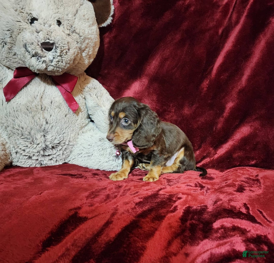 Miniature Dachshund dogs for sale: CANDY - Image 5