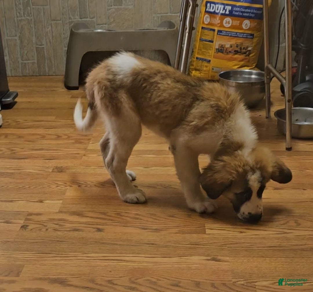 Saint Bernard dogs for sale: Max - Image 6
