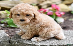 Toy Poodle dogs for sale: Tinkerbell - Image 15