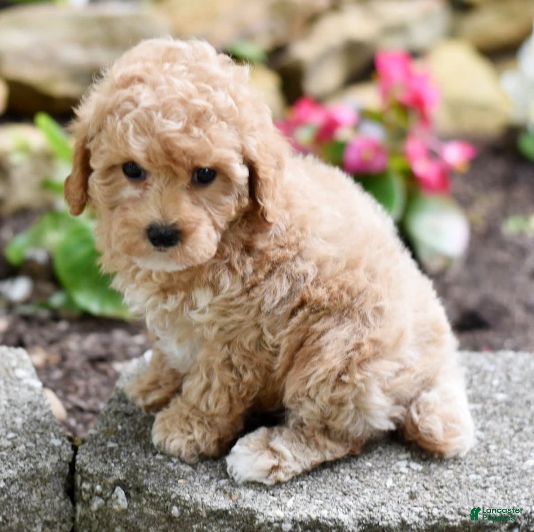 Toy Poodle dogs for sale: Tinkerbell - Image 15