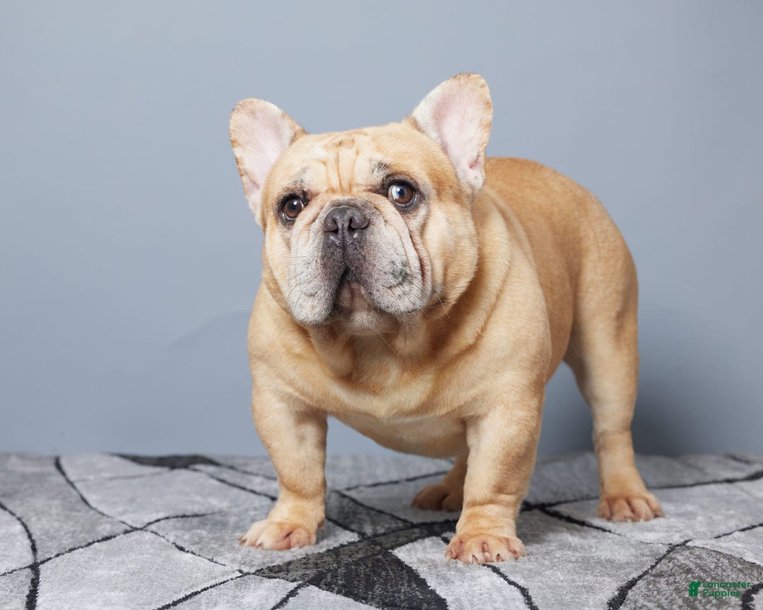 French Bulldog dogs for sale: Turbo - Image 11
