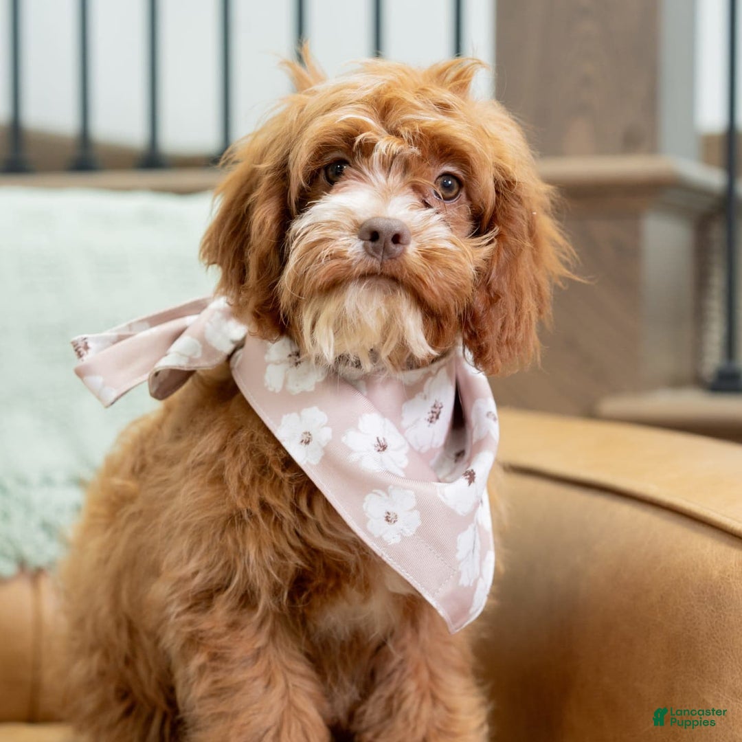 Cavapoo dogs for sale: Natalie - Image 9