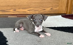 Italian Greyhound dogs for sale: Lila - Image 14