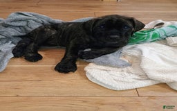 English Mastiff dogs for sale: Purple/ Ivory Girl 💜 - Image 7