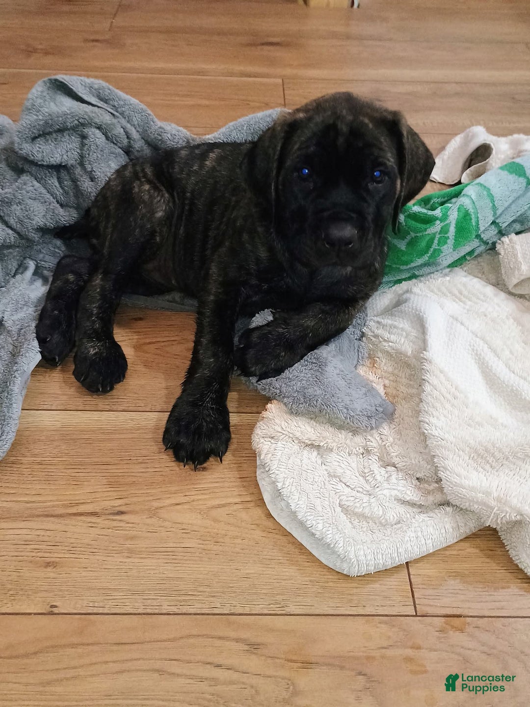 English Mastiff dogs for sale: Purple/ Ivory Girl 💜 - Image 7