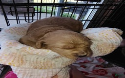Mini Goldendoodle dogs for sale: Amy - Image 5