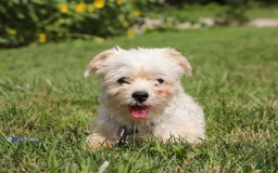 Morkie dogs for sale: Cooper - Image 8