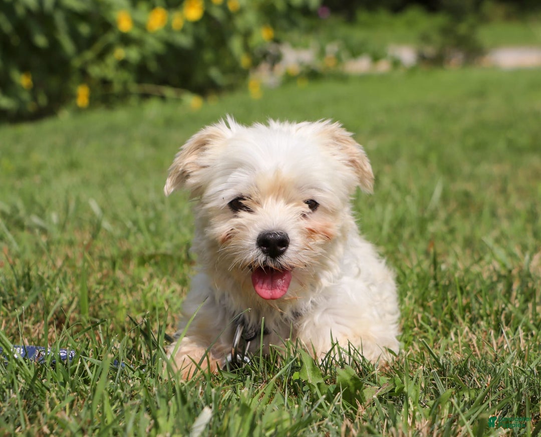 Morkie dogs for sale: Cooper - Image 8