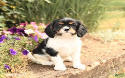 Cavalier King Charles Spaniel dogs for sale: Dexter - Image 1