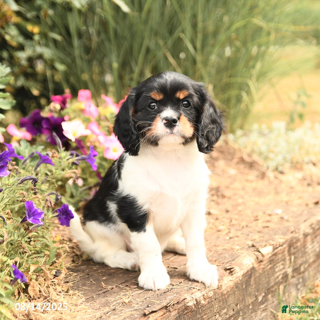 Cavalier King Charles Spaniel dogs for sale: Dexter - Image 1