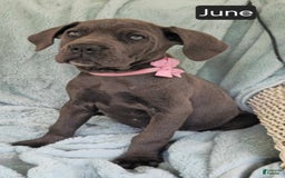 Cane Corso dogs for sale: June - Image 2