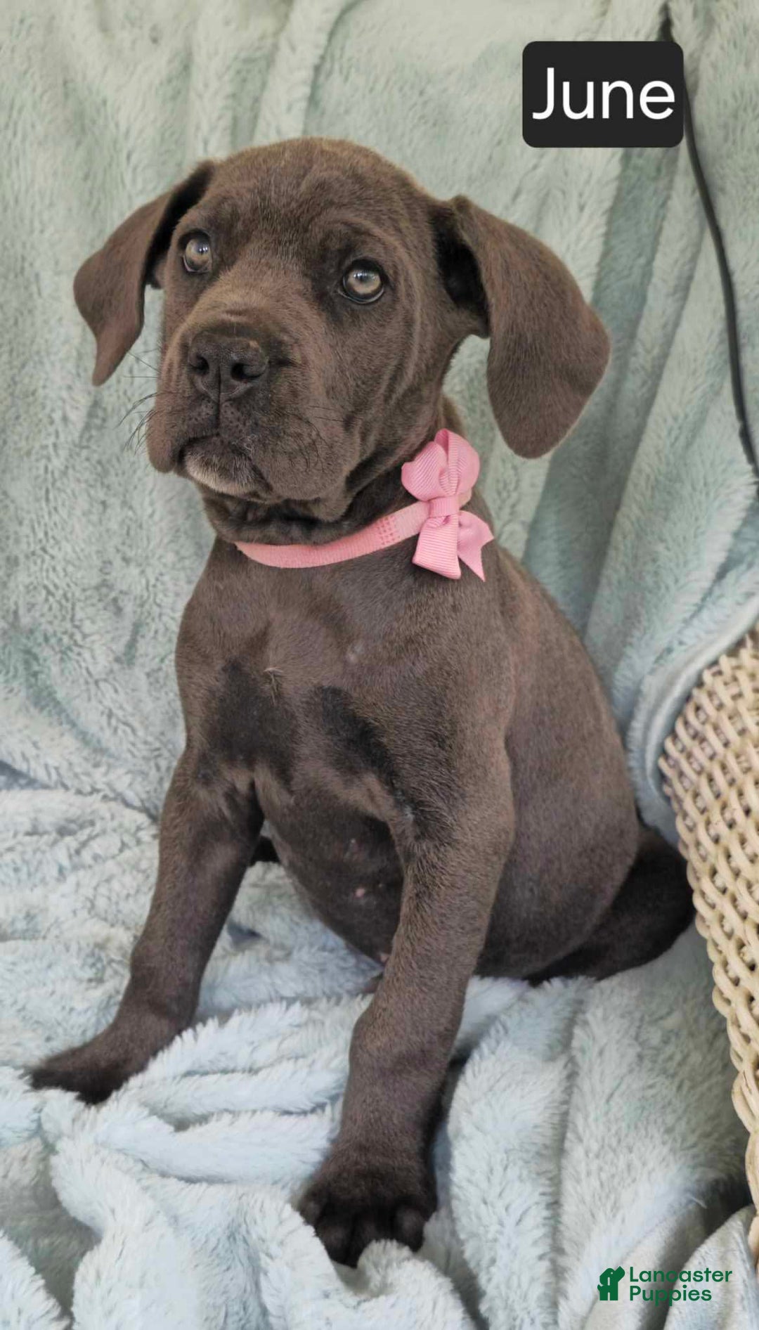 Cane Corso dogs for sale: June - Image 2