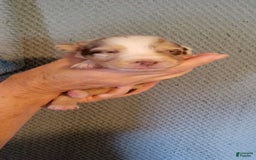 Australian Shepherd dogs for sale: Red Merle Female - Image 7