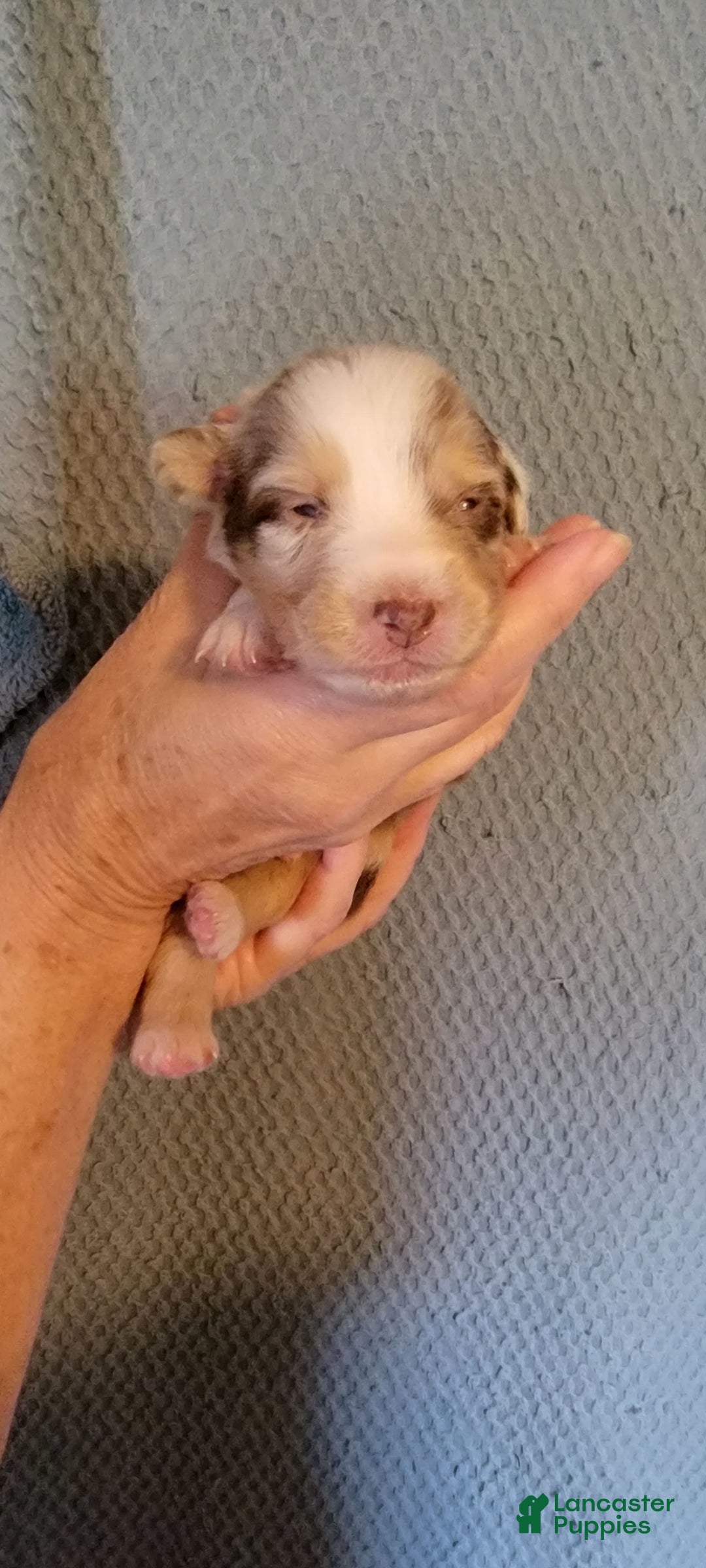 Australian Shepherd dogs for sale: Red Merle Female - Image 7