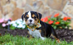 Beabull dogs for sale: Bubba - Image 5