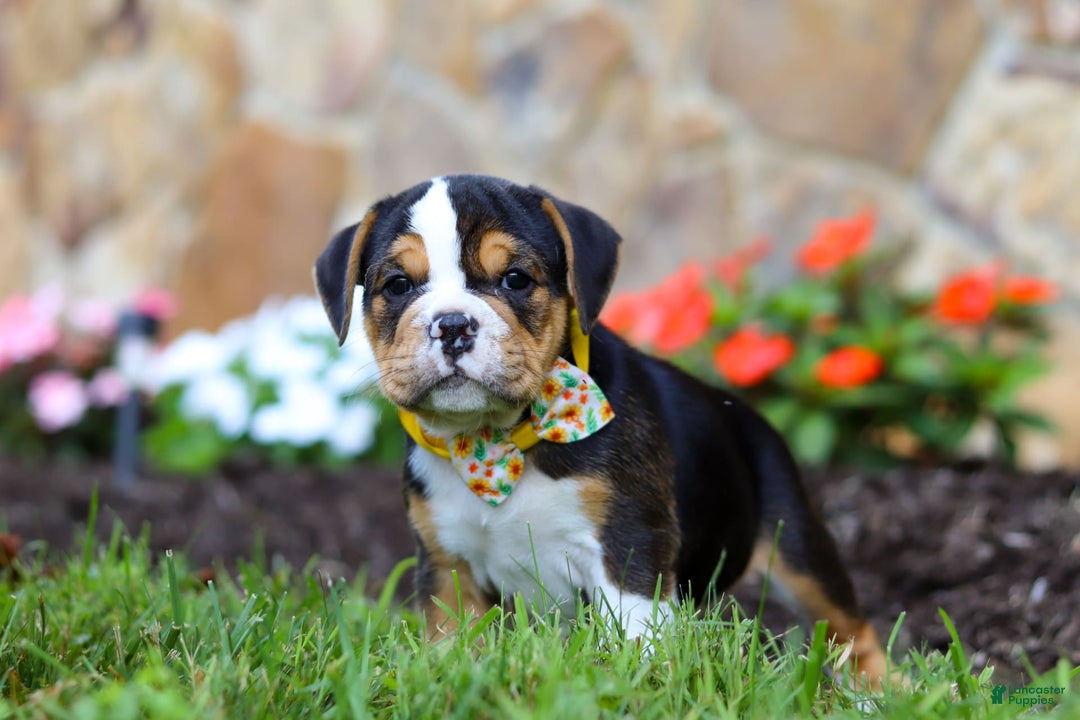 Beabull dogs for sale: Bubba - Image 5