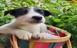 Border Collie dogs for sale: Snowflake - Image 1
