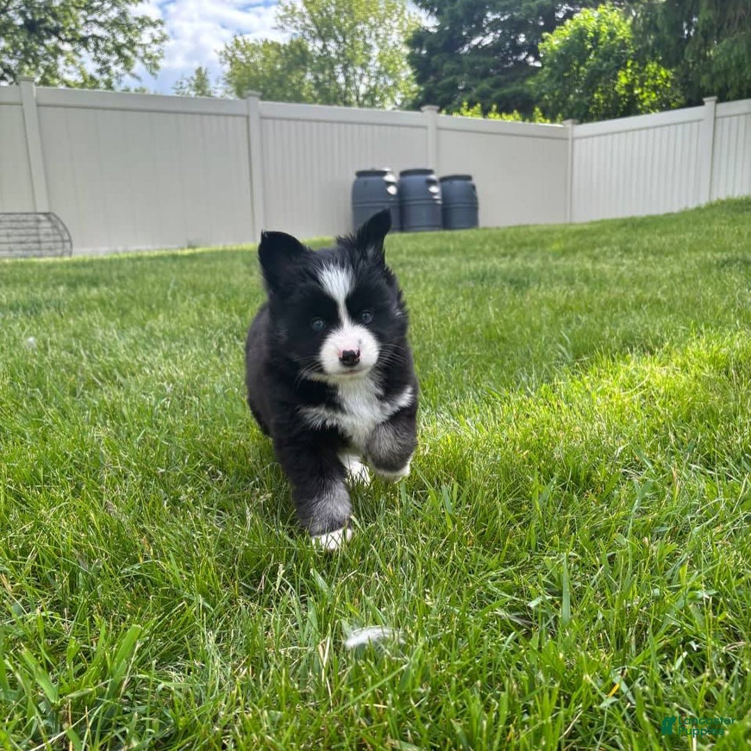 Pomsky dogs for sale: Nami - Image 15