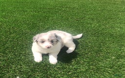 English Shepherd dogs for sale: Tracey - Image 2
