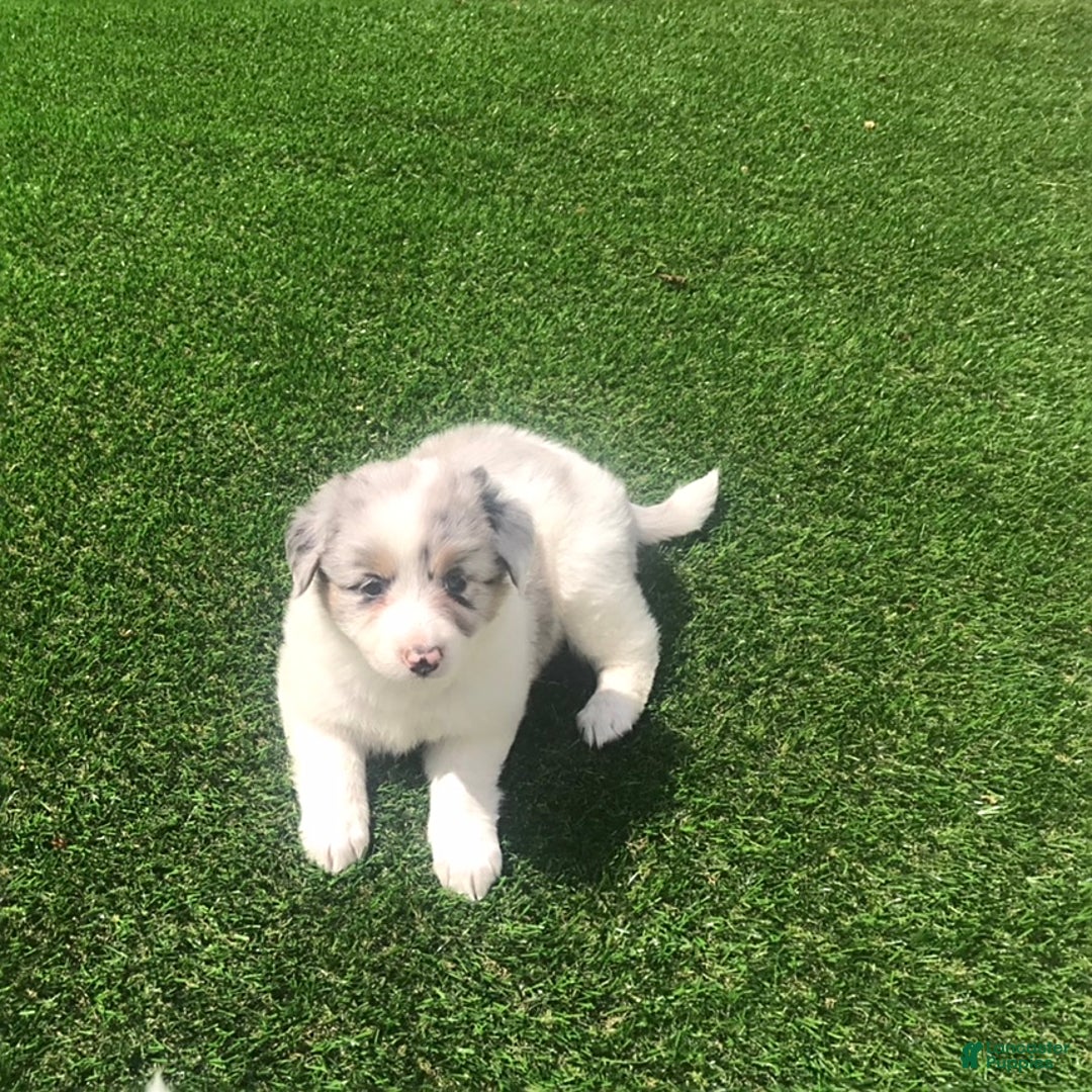 English Shepherd dogs for sale: Tracey - Image 2