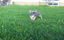 French Bulldog dogs for sale: French Bulldog 3 puppies - Image 28