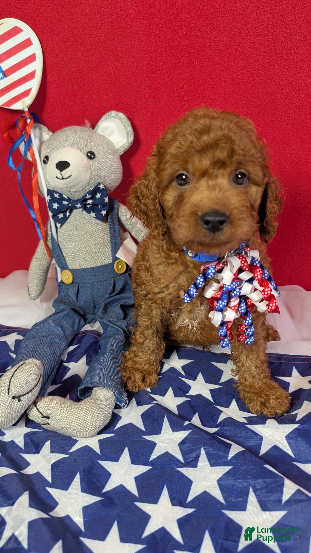 Mini Goldendoodle dogs for sale: Keebler Blue Collar Toy Size - Image 4