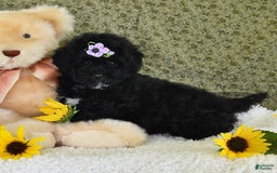 Havapoo dogs for sale: Snickers - Image 5