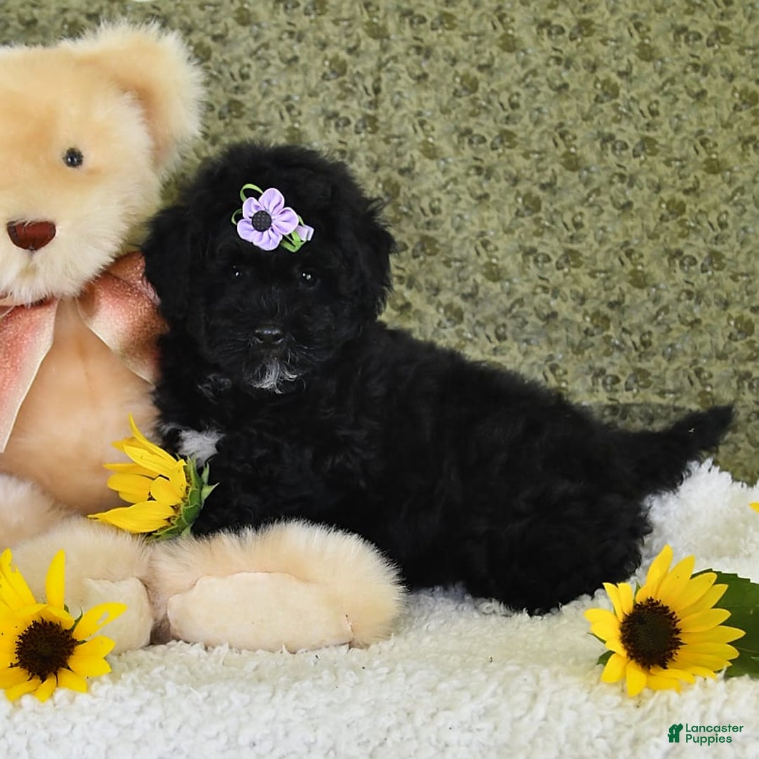 Havapoo dogs for sale: Snickers - Image 5