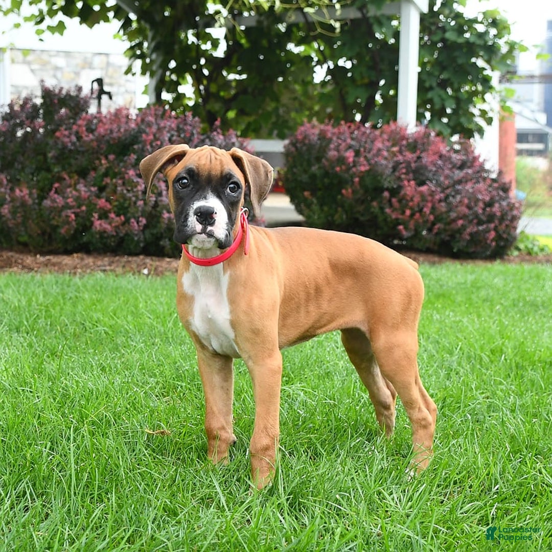 Boxer dogs for sale: Hazel - Image 2