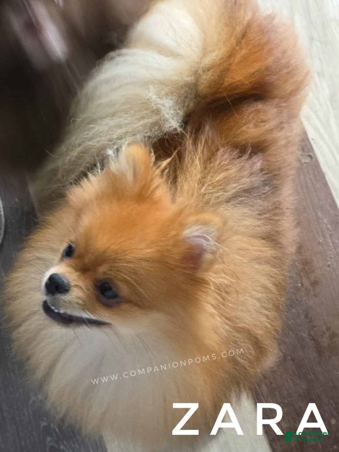 Pomeranian dogs for sale: Zara - Akc - Orange Sable Merle - Image 6