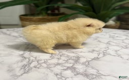 Pomeranian dogs for sale: Akc Bella - Image 1