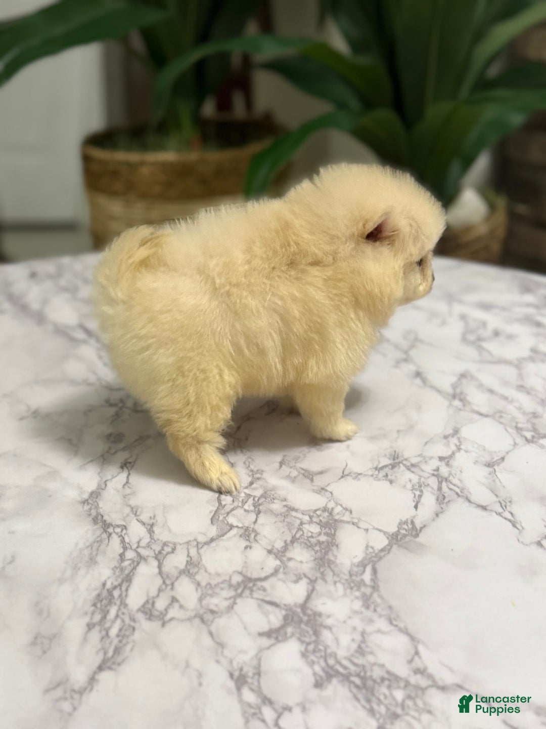 Pomeranian dogs for sale: Akc Bella - Image 1