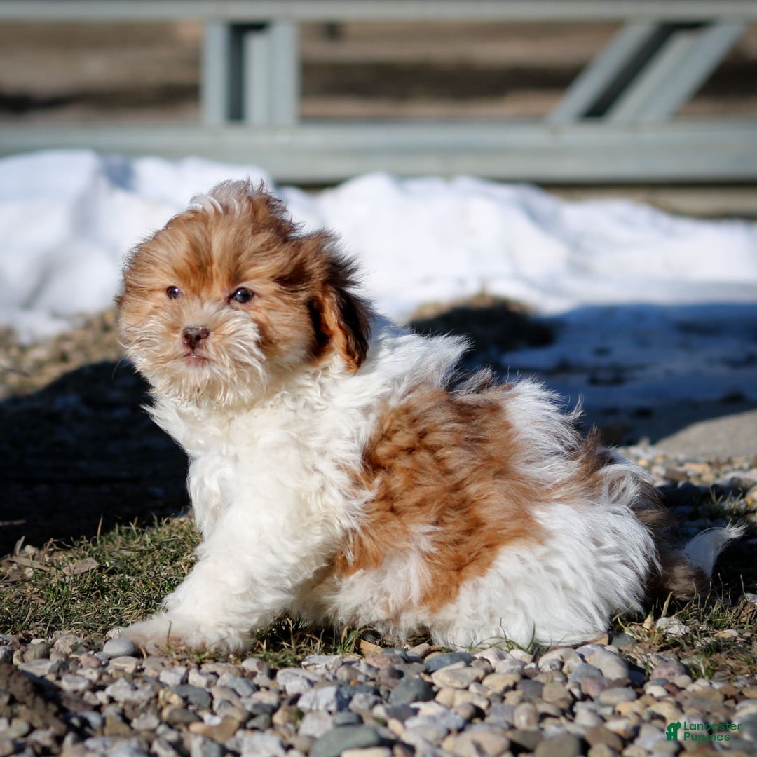 Shihpoo dogs for sale: Amy - Image 16